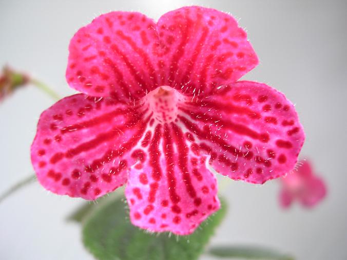 [����]����̦��������