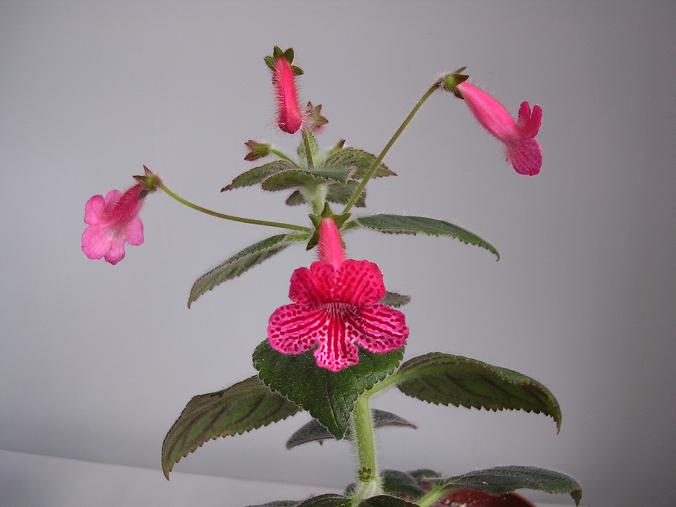 [����]����̦��������