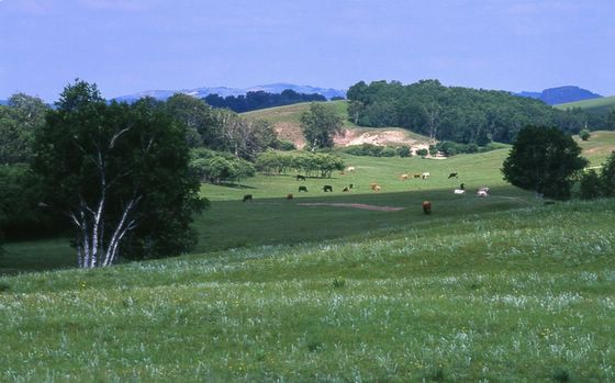 ���Ϸ�� ����szhgfox(δ�����)