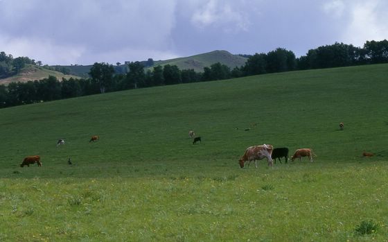 ���Ϸ�� ����szhgfox(δ�����)