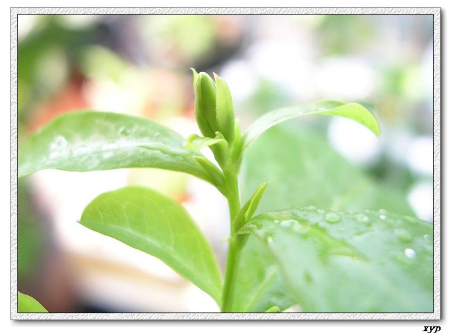 ��ѩ���л�����