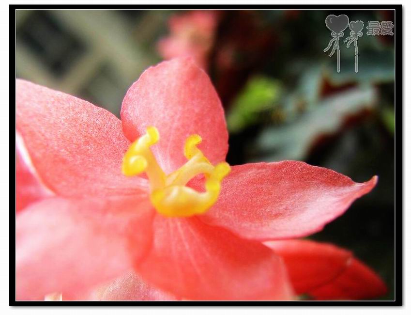 �ҵļ��ֺ���