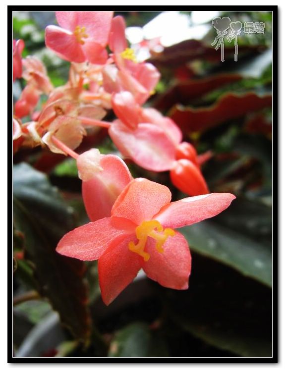 �ҵļ��ֺ���