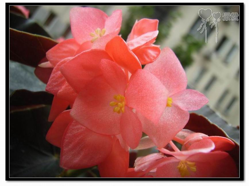 �ҵļ��ֺ���