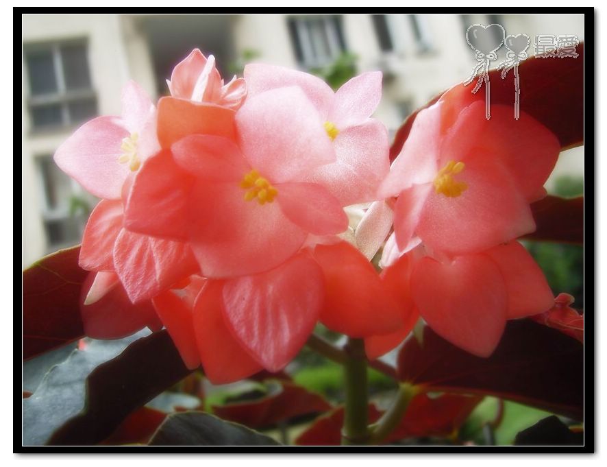 �ҵļ��ֺ���