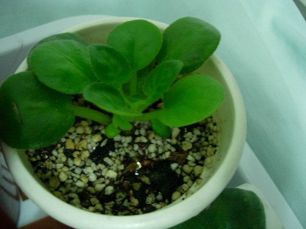 ���ģ������յ�������ඣ�(���»㱨��P3��ͼ˵����