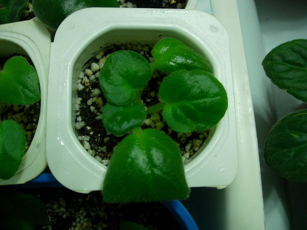 ���ģ������յ�������ඣ�(���»㱨��P3��ͼ˵����