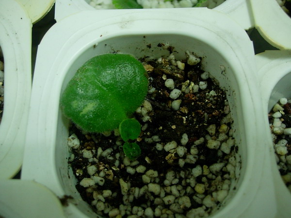 ���ģ������յ�������ඣ�(���»㱨��P3��ͼ˵����