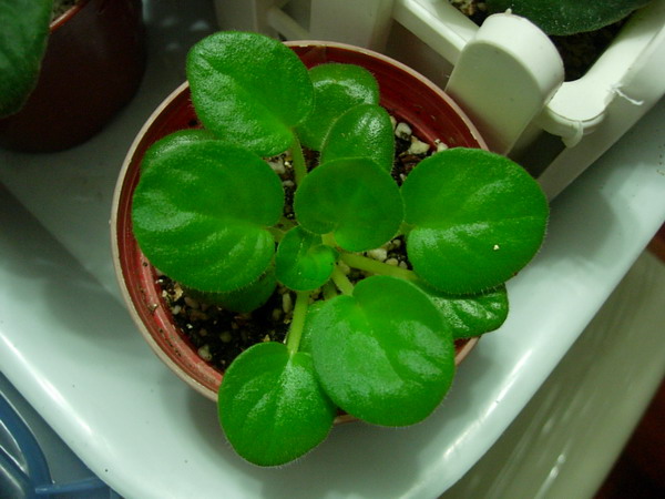 ���ģ������յ�������ඣ�(���»㱨��P3��ͼ˵����