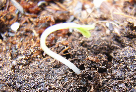 7��24��  �ֲ�һ�ִ���ͩ P3 ���� *����Ļ�԰*