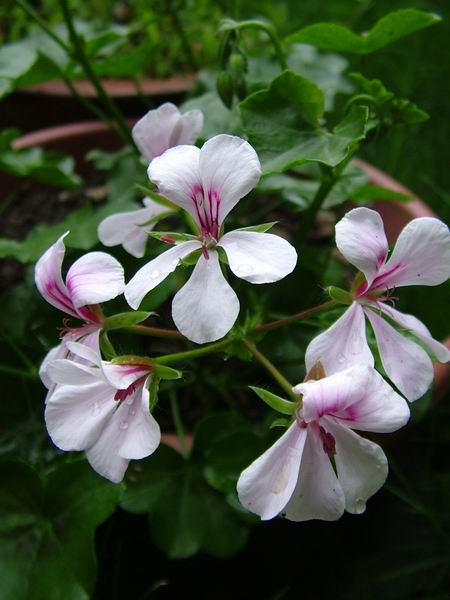 ż�Ļ���ż��Ժ��