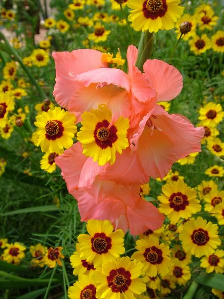 ż�Ļ���ż��Ժ��