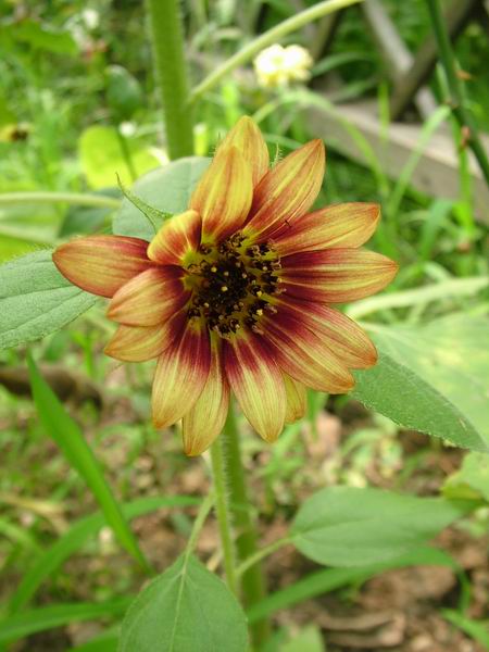 ż�Ļ���ż��Ժ��