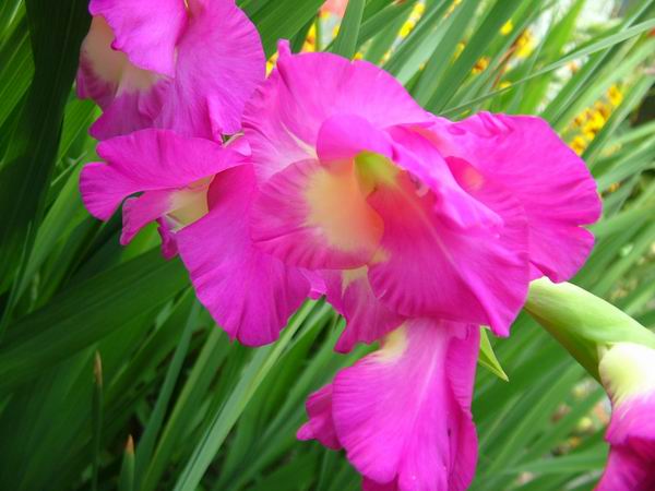 ż�Ļ���ż��Ժ��