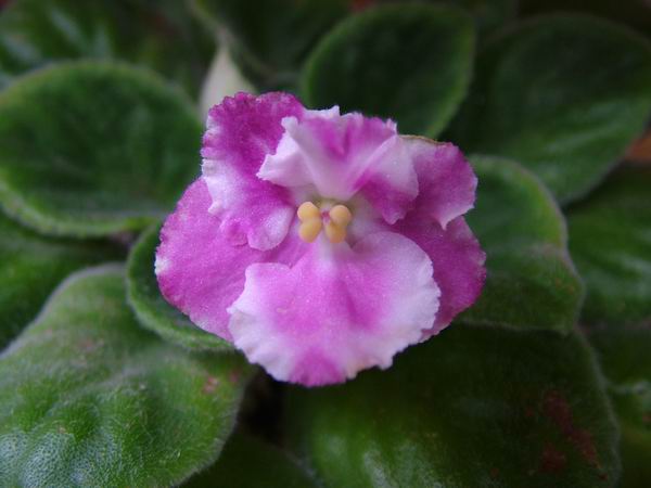 ż�Ļ���ż��Ժ��