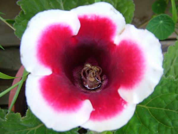 ż�Ļ���ż��Ժ��