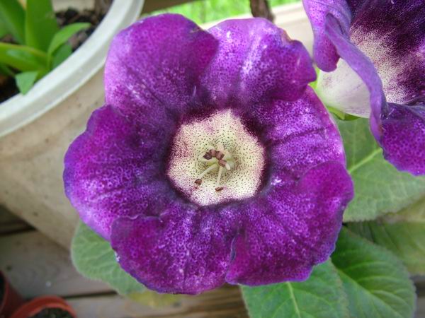 ż�Ļ���ż��Ժ��