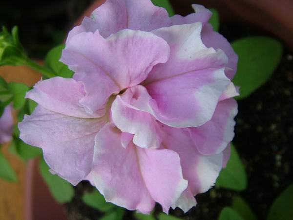 ż�Ļ���ż��Ժ��