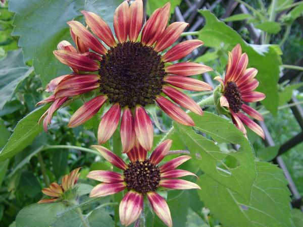 ż�Ļ���ż��Ժ��