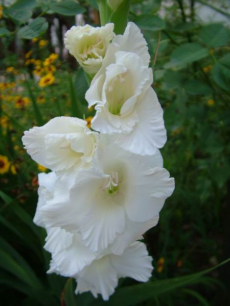 ż�Ļ���ż��Ժ��