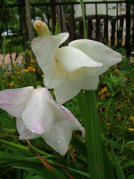 ż�Ļ���ż��Ժ��