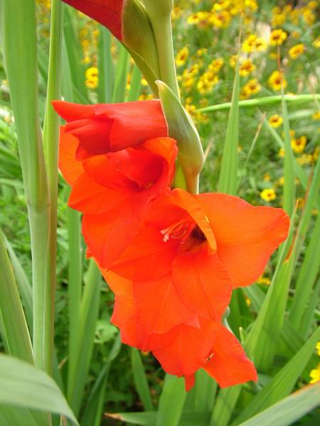 ż�Ļ���ż��Ժ��