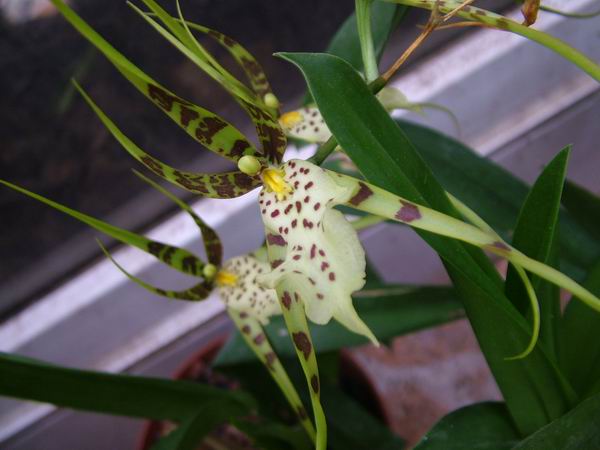 ż�Ļ���ż��Ժ��