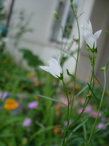 ż�Ļ���ż��Ժ��