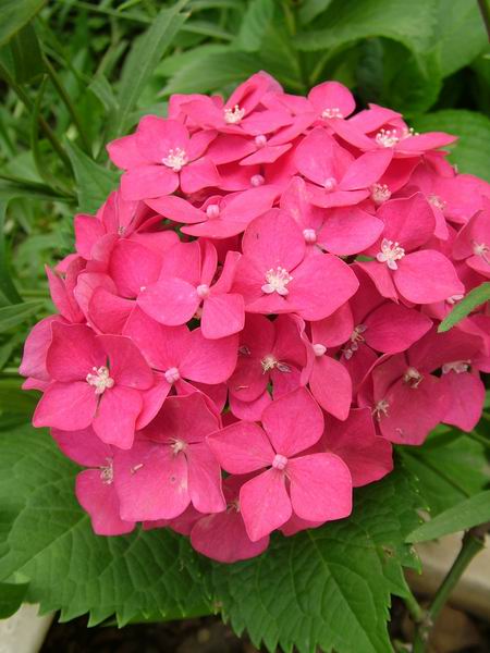 ż�Ļ���ż��Ժ��