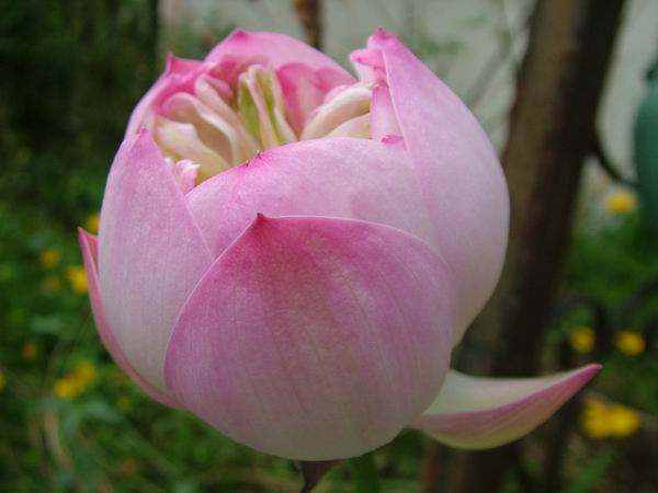 ż�Ļ���ż��Ժ��