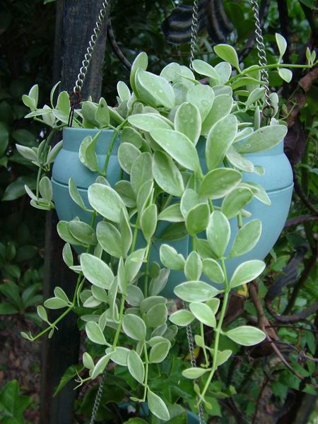 ż�Ļ���ż��Ժ��