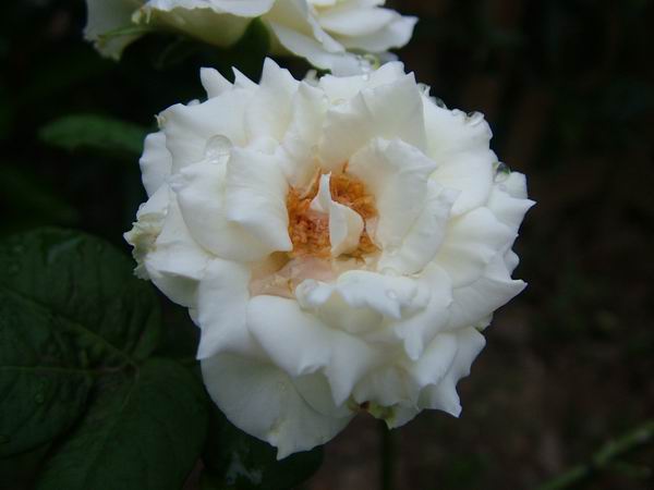 ż�Ļ���ż��Ժ��