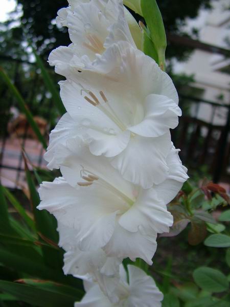 ż�Ļ���ż��Ժ��