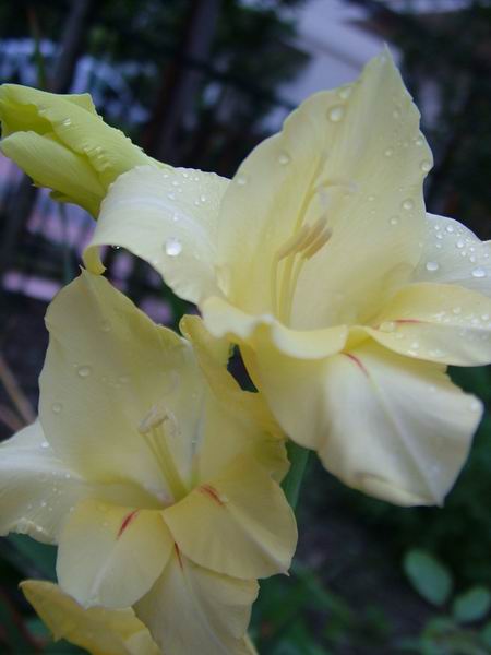 ż�Ļ���ż��Ժ��