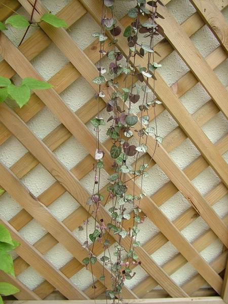 ż�Ļ���ż��Ժ��