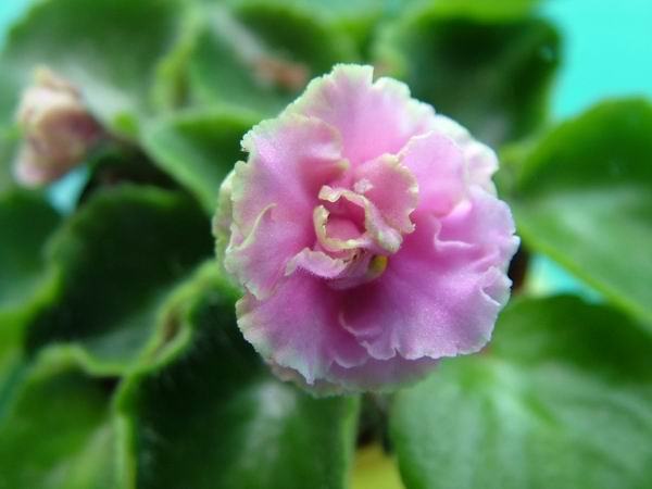 ż�Ļ���ż��Ժ��