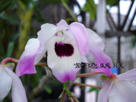 06������������й�ʯ��/����ʯ��P6