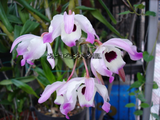 06������������й�ʯ��/����ʯ��P6