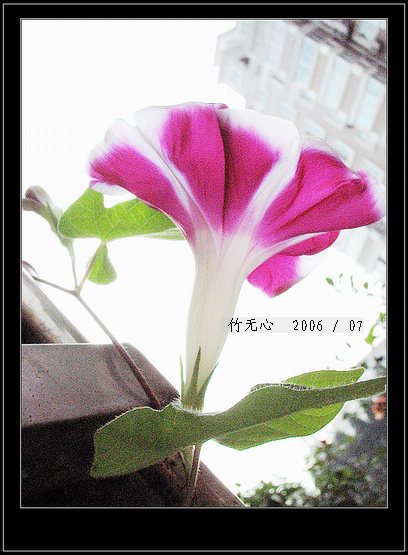 ���ȵ���������..P15,���ŵķ�ɫǣţ~