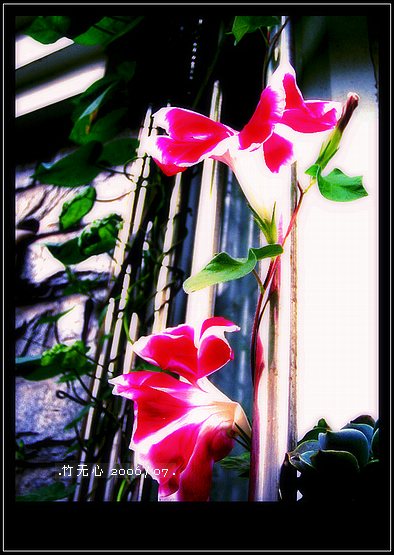 ���ȵ���������..P15,���ŵķ�ɫǣţ~