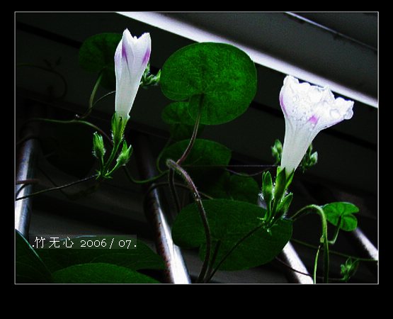 ���ȵ���������..P15,���ŵķ�ɫǣţ~