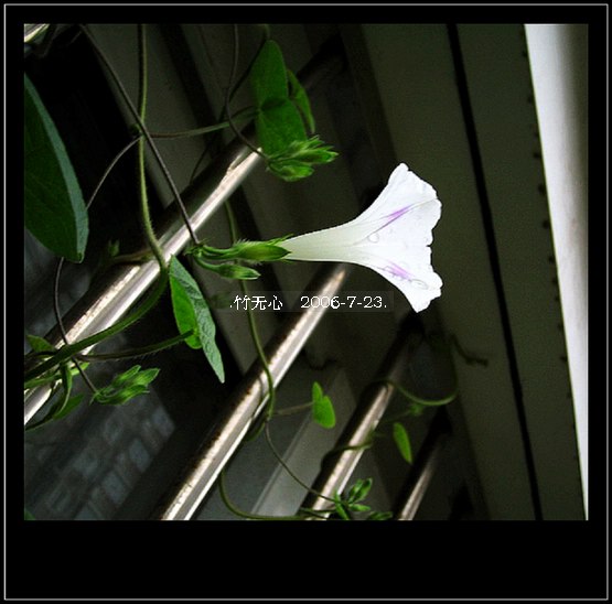 ���ȵ���������..P15,���ŵķ�ɫǣţ~