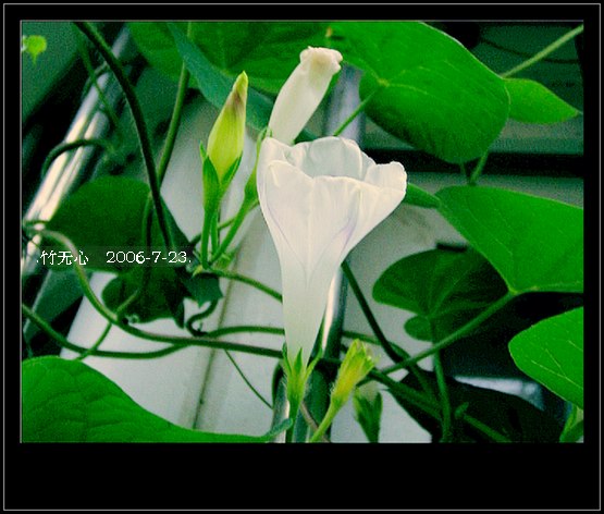 ���ȵ���������..P15,���ŵķ�ɫǣţ~