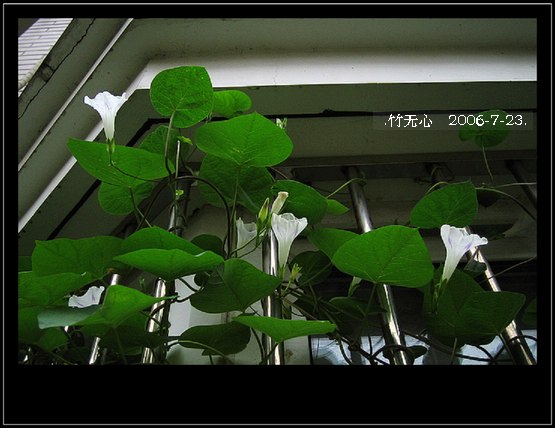 ���ȵ���������..P15,���ŵķ�ɫǣţ~