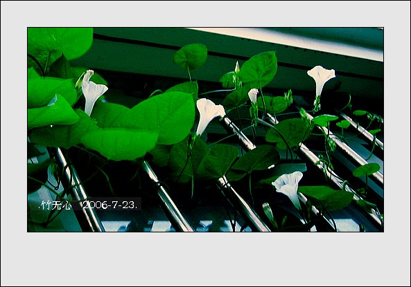 ���ȵ���������..P15,���ŵķ�ɫǣţ~