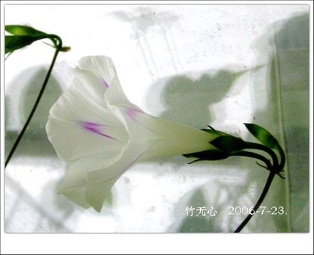 ���ȵ���������..P15,���ŵķ�ɫǣţ~