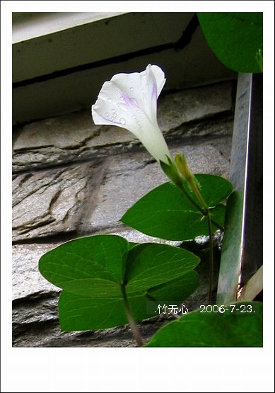 ���ȵ���������..P15,���ŵķ�ɫǣţ~