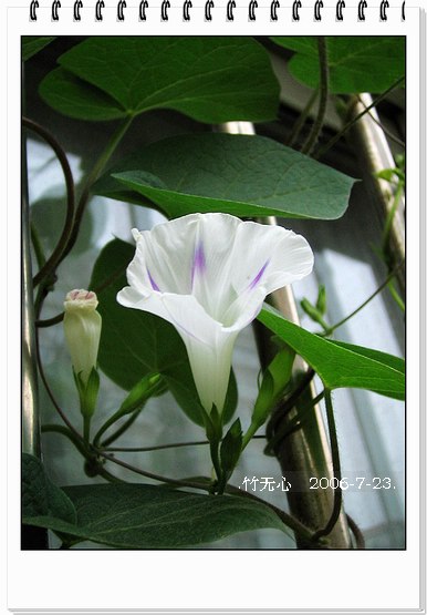 ���ȵ���������..P15,���ŵķ�ɫǣţ~