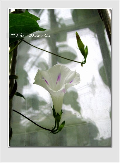 ���ȵ���������..P15,���ŵķ�ɫǣţ~