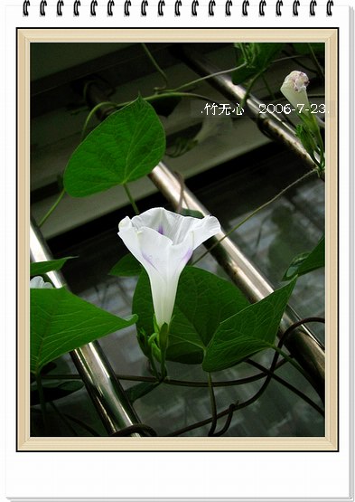 ���ȵ���������..P15,���ŵķ�ɫǣţ~